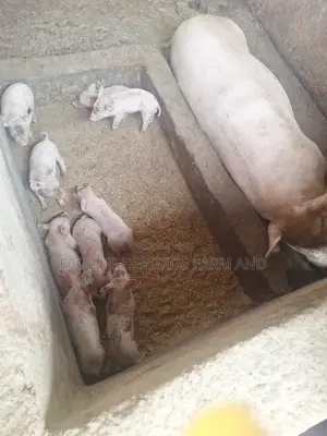 Piglets Weaner