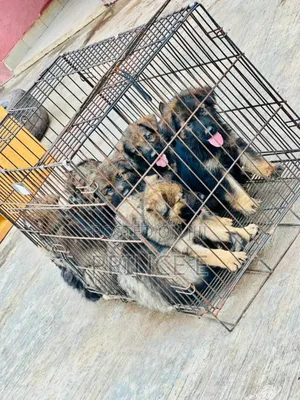 1-3 months Male Purebred German Shepherd