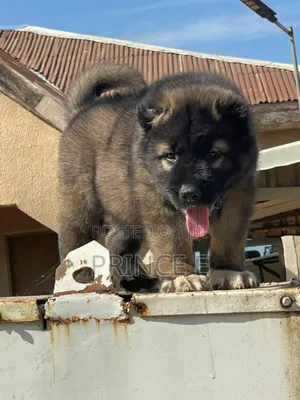 1-3 months Male Purebred Caucasian Shepherd