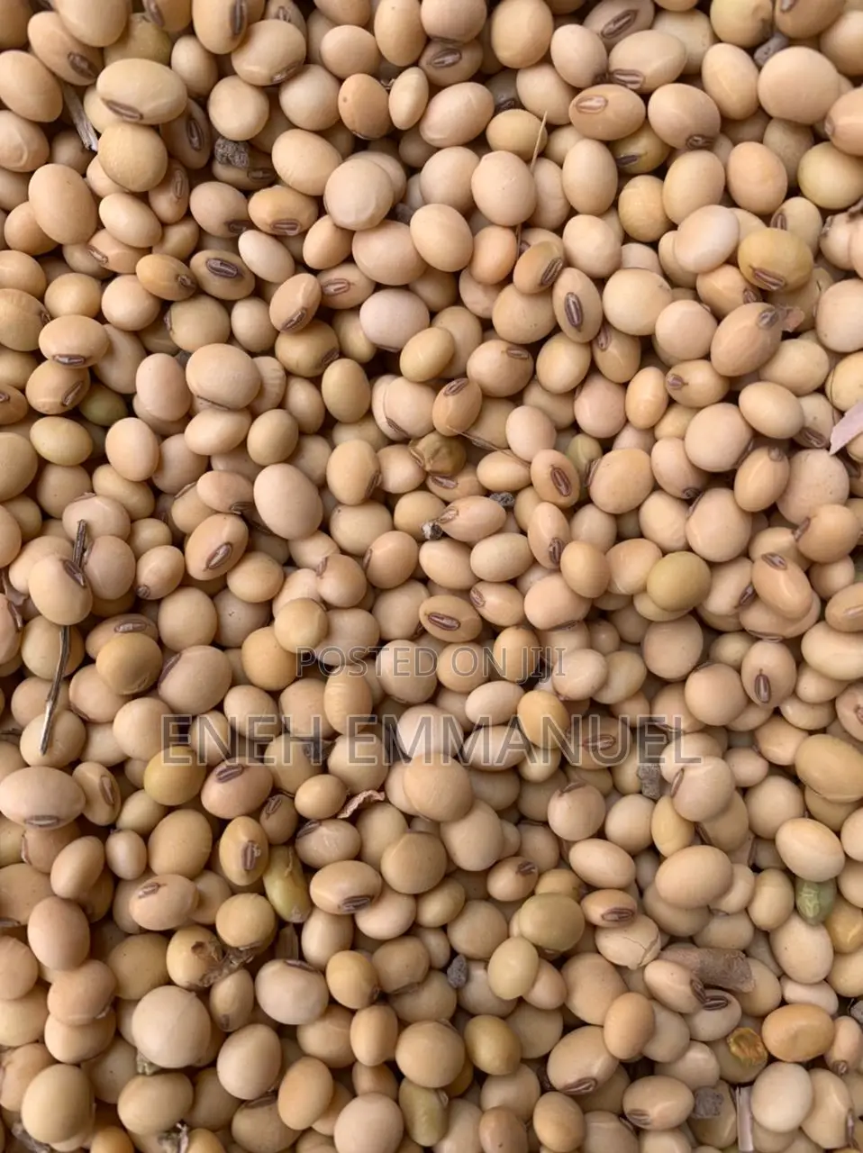 Soya Beans