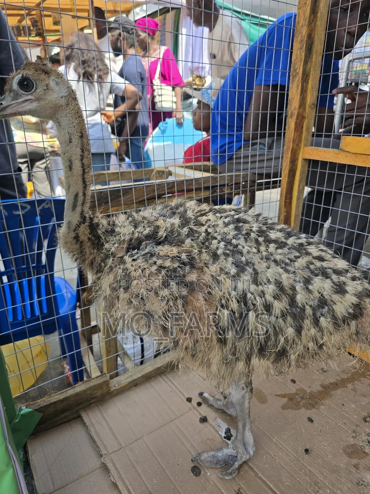 Ostriches 2 Months Old