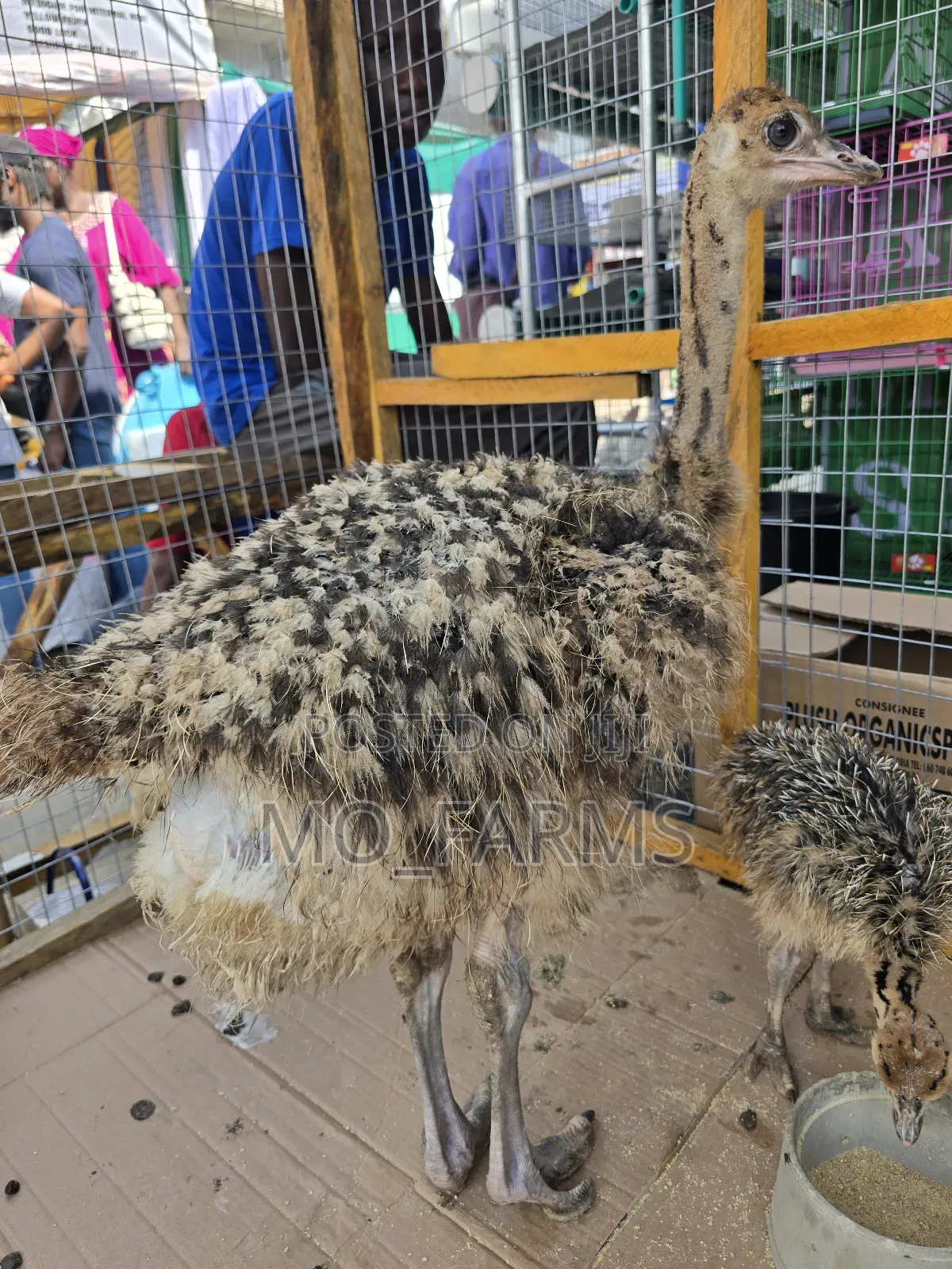 Ostriches 2 Months Old