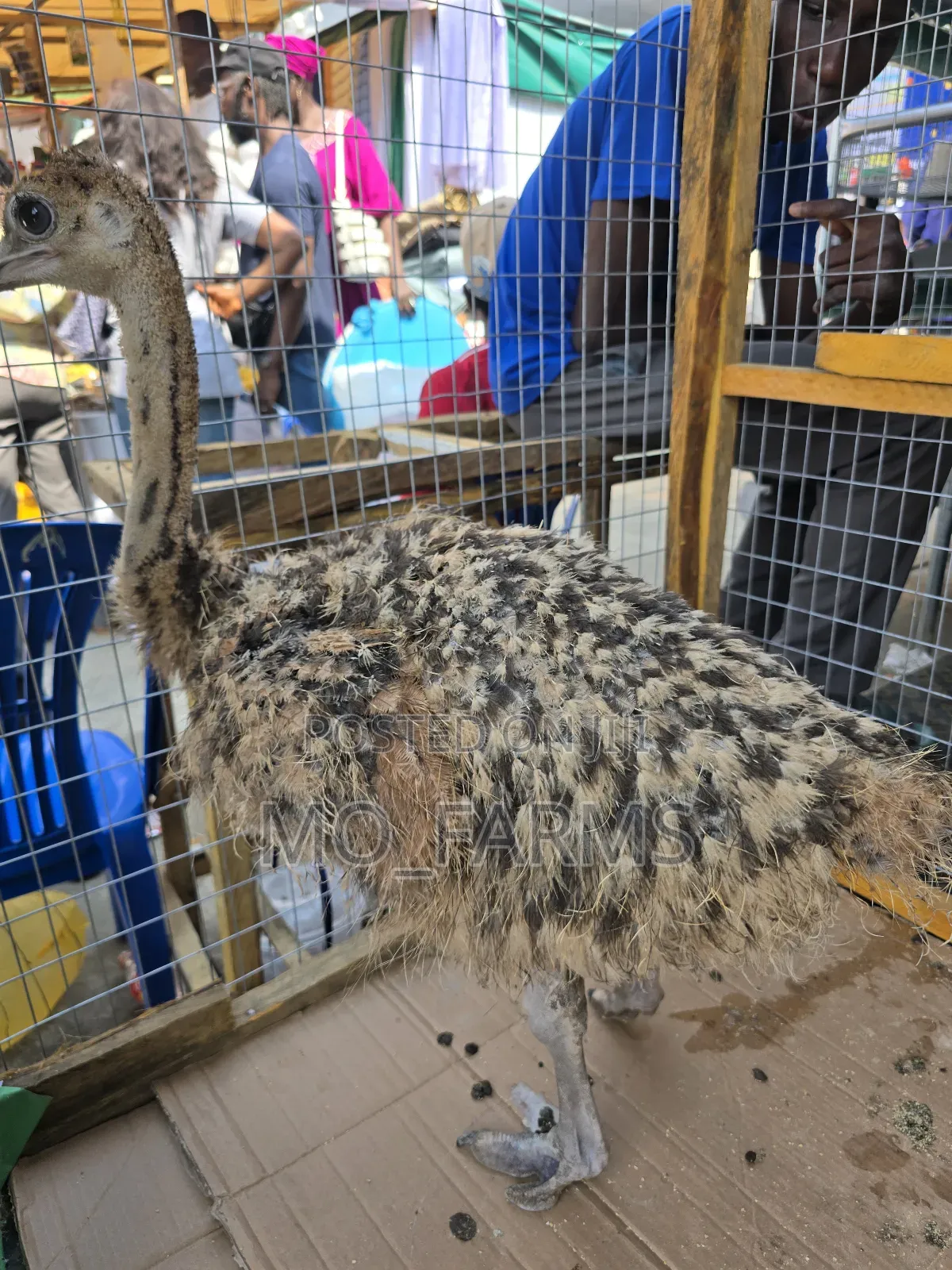 Ostriches 2 Months Old