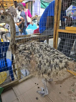 Ostriches 2 Months Old