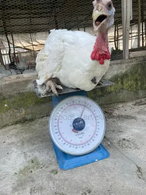 Giant Imported Turkeys for Sale