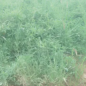 Bareland Measuring 800m2 for Sale at Ikoyi