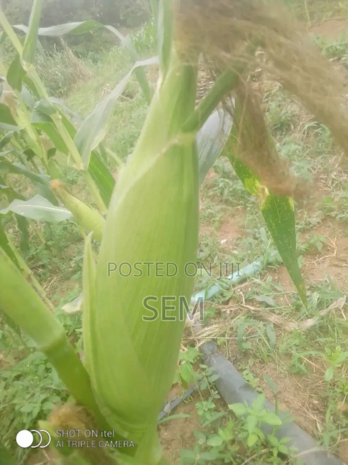 Sweet Corn