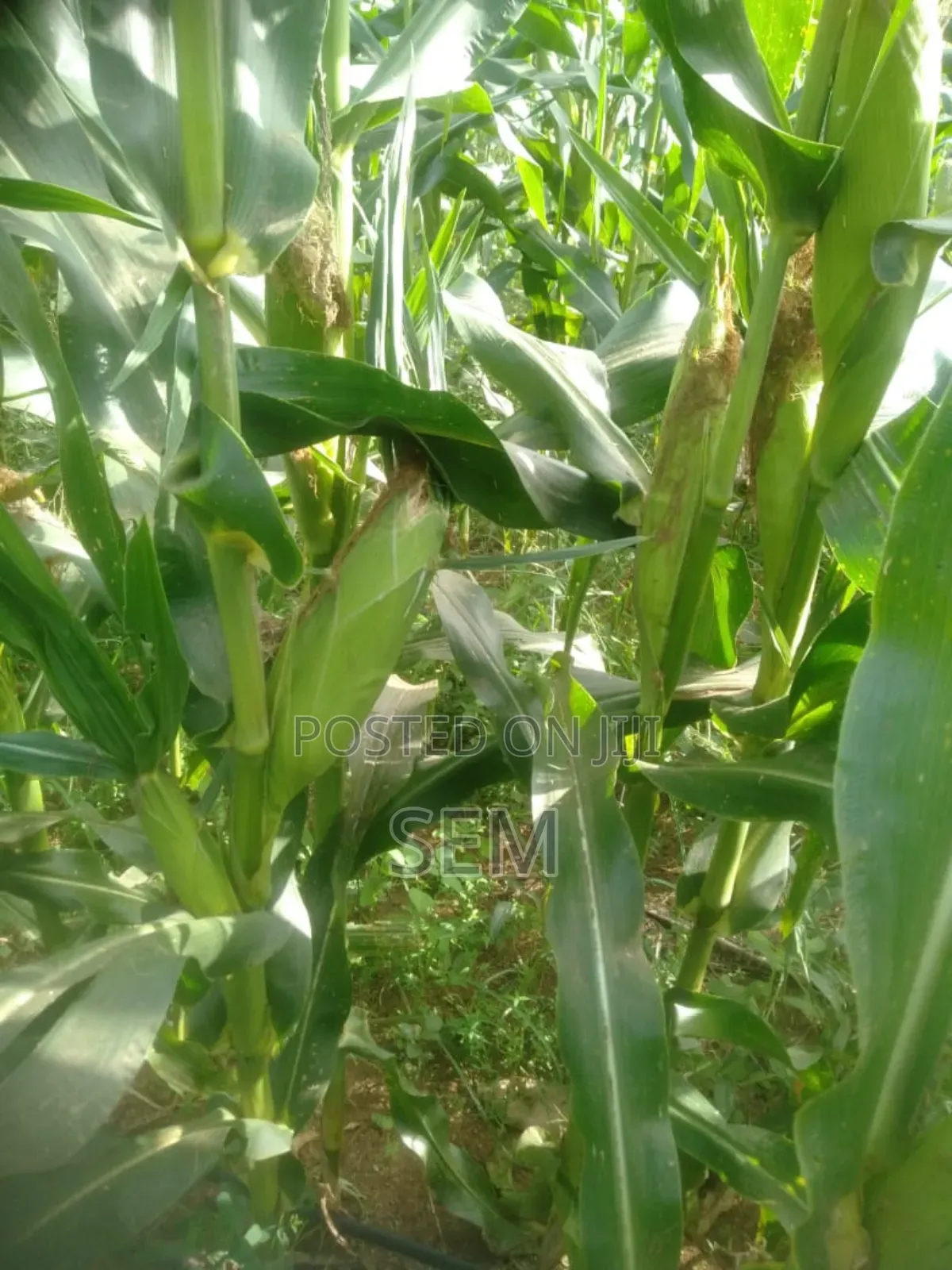Sweet Corn