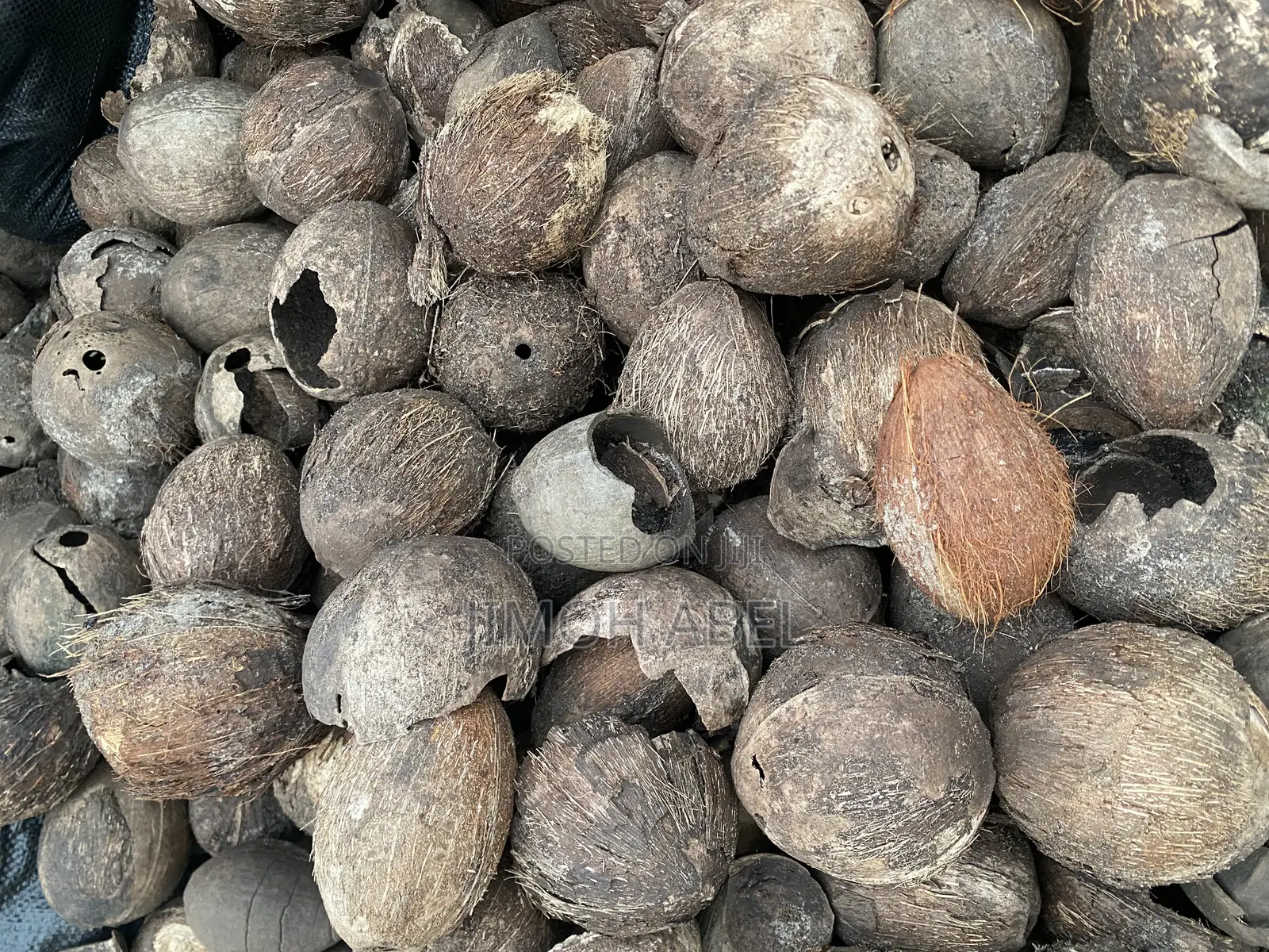 Uncarbonized Coconut Shell