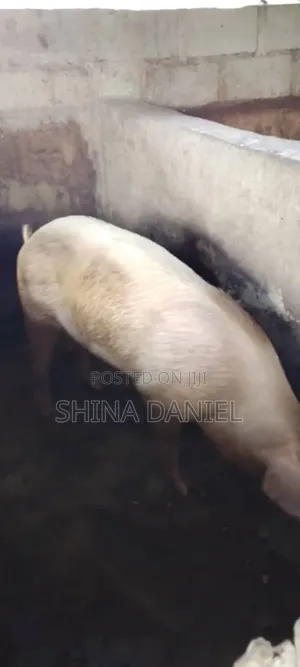 Pigs Of Different Breed Available