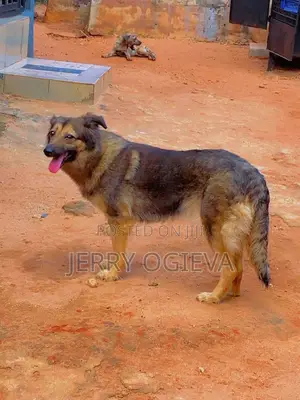 1+ year Female Mixed Breed Caucasian Shepherd