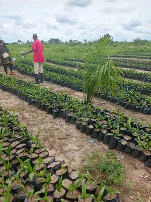 Invest in Palm Trees, Cocoa, Plantains Farming and Animals