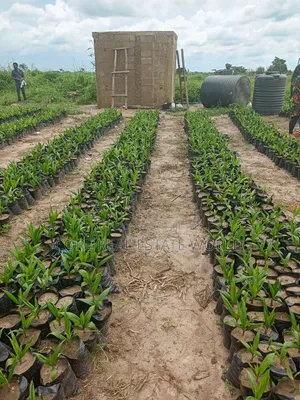 Invest in Palm Trees, Cocoa, Plantains Farming and Animals