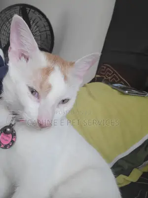 1-3 months Female Purebred Exotic