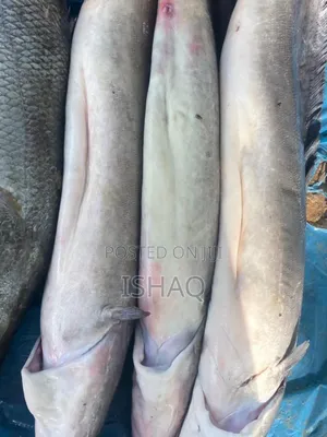 Fresh Asa Fish