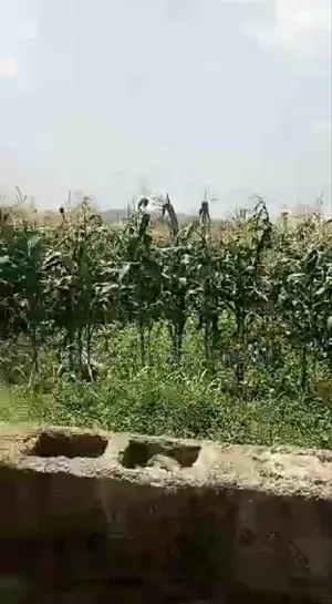 For Sale 
Jahi 
Residential Land for 
7,694.76 SQM