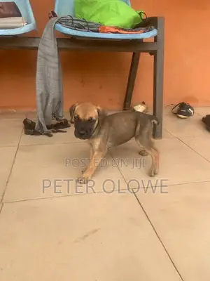 1-3 months Male Purebred Boerboel
