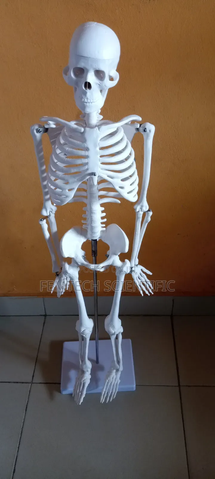 Human Skeleton Medium