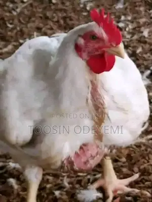 Mature Poultry Broiler
