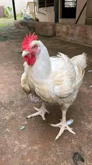 Mature Poultry Broiler