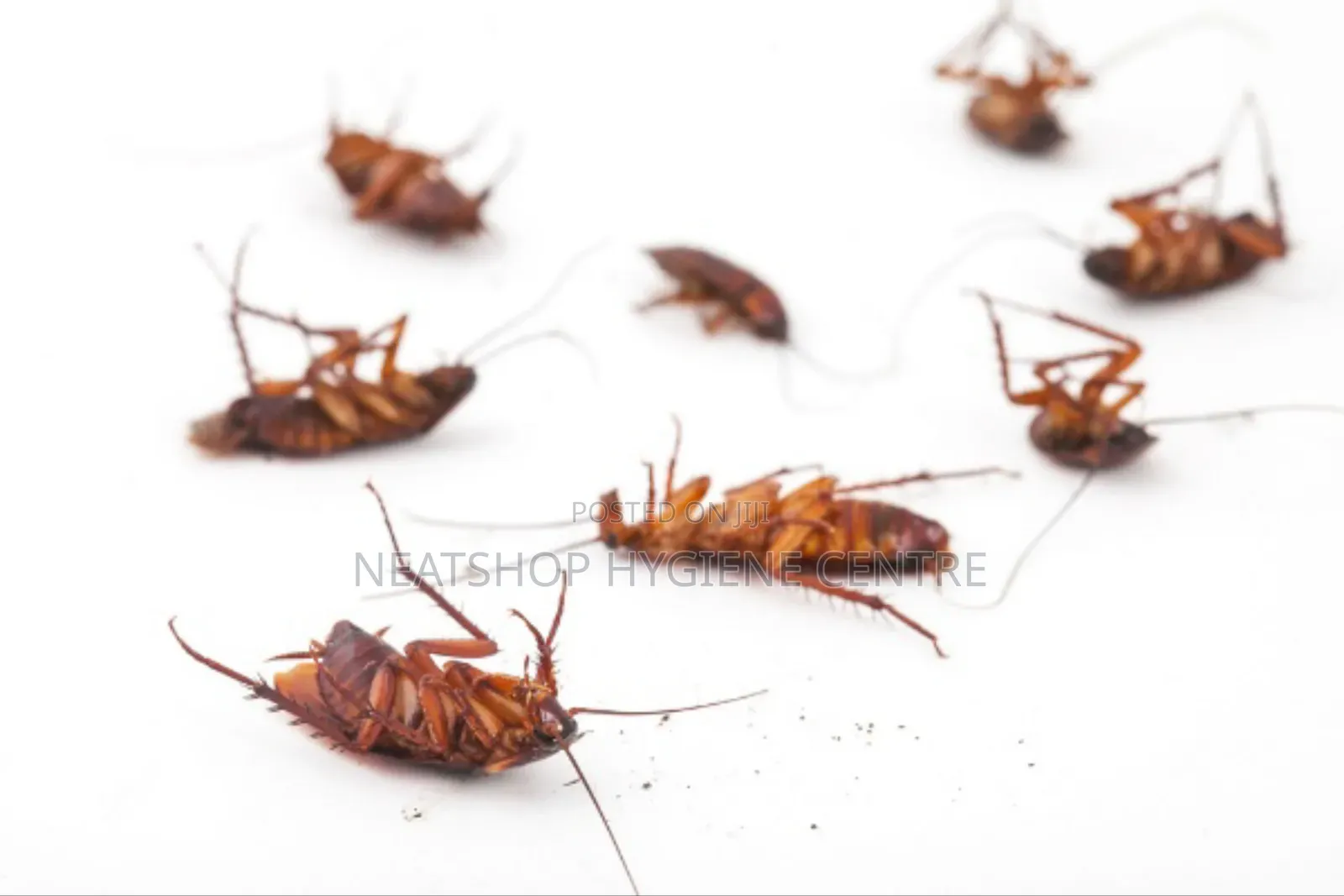 Cockroach and Insect Control Services in Lagos