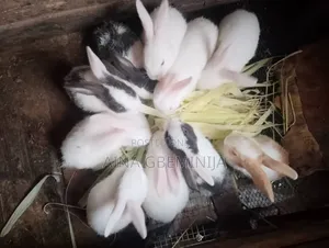 Fast Growing Rabbit Breed