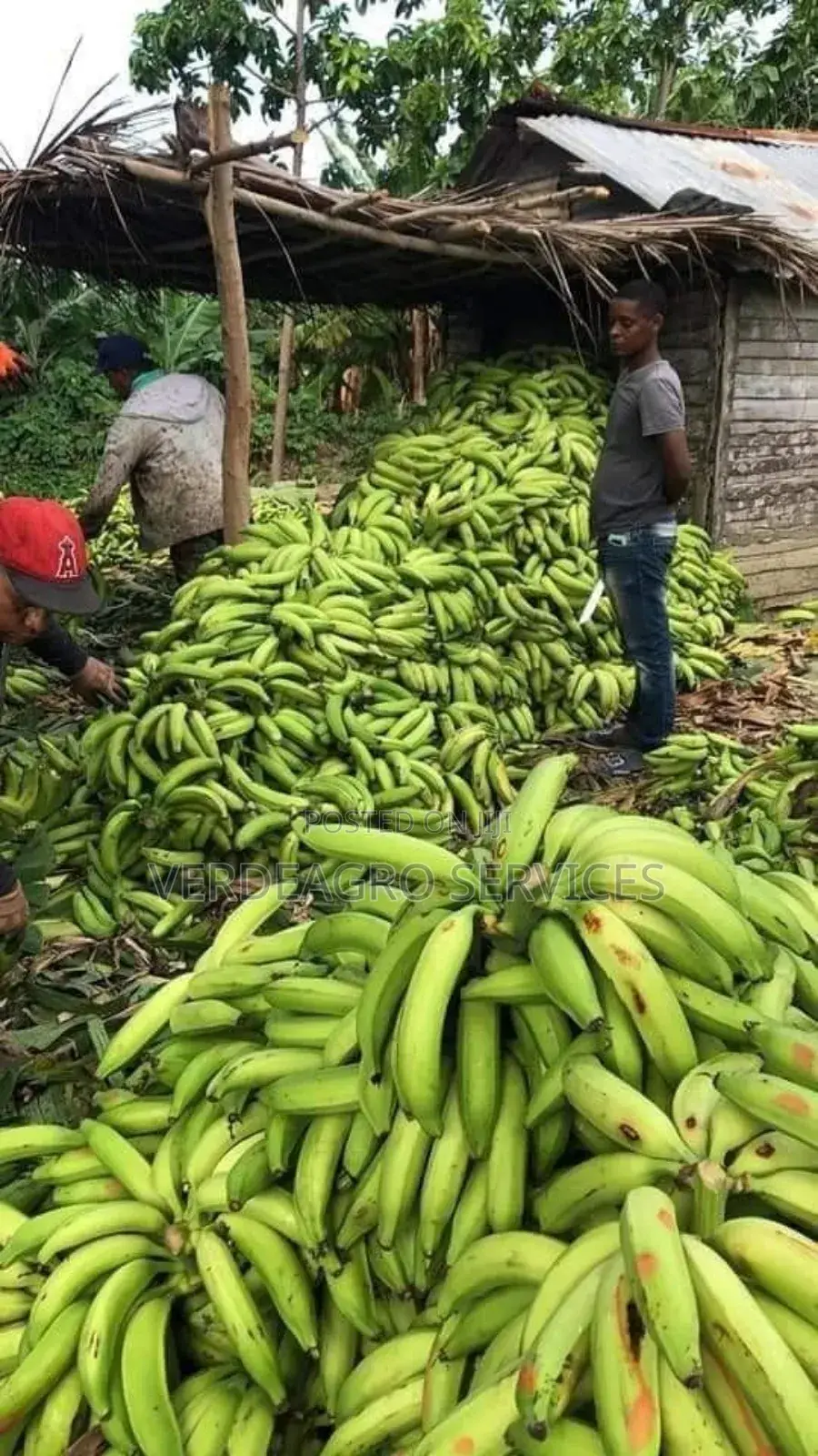 Verdeagro Services
