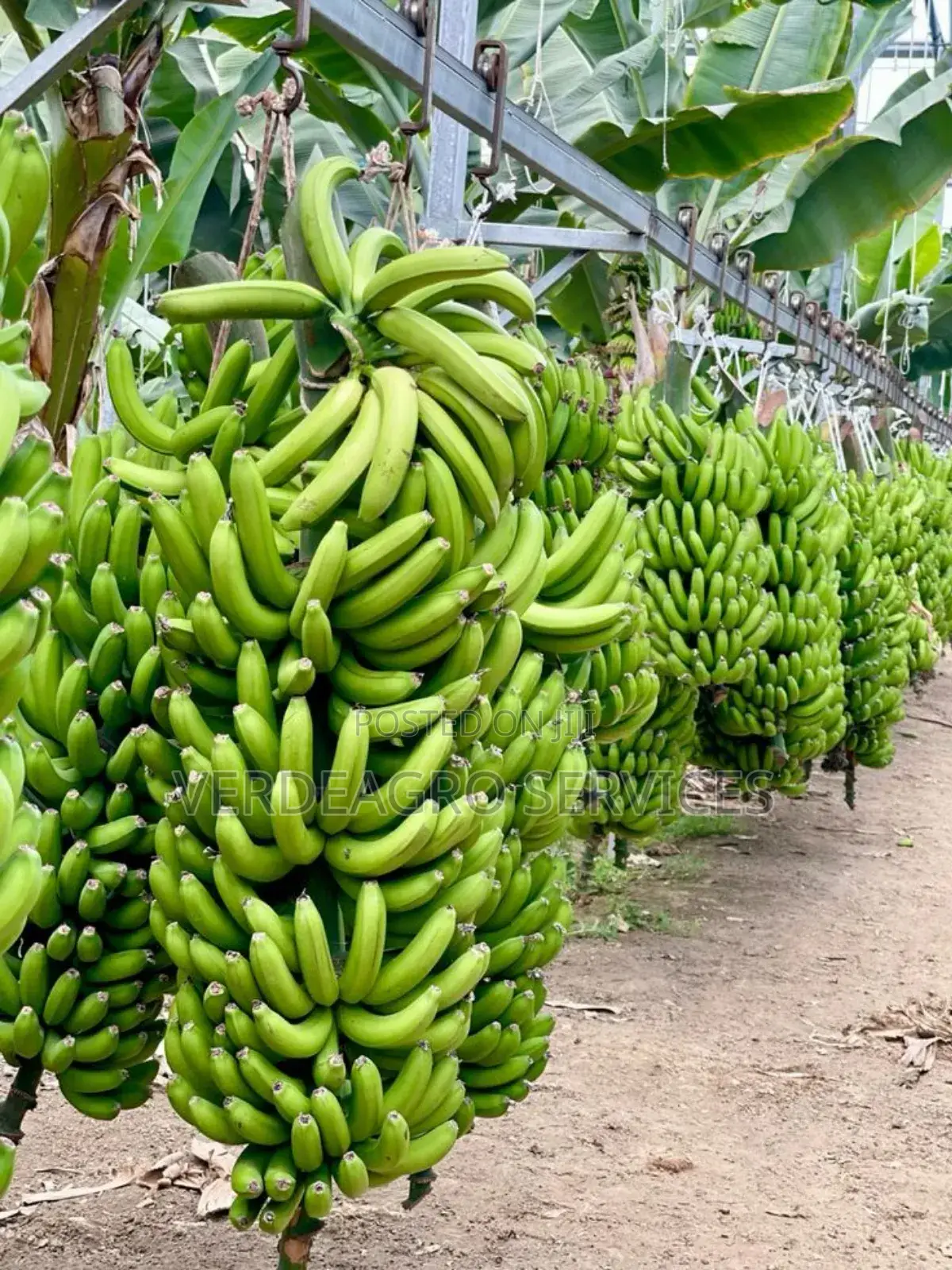 Verdeagro Services