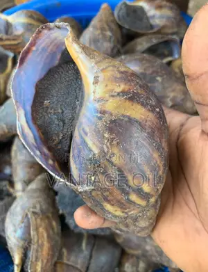 Fresh and Dry Snail
