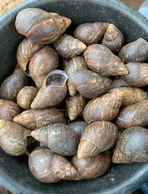 Fresh and Dry Snail