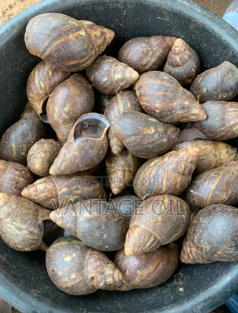 Fresh and Dry Snail