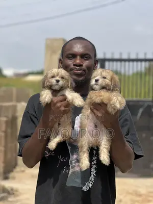 1-3 months Male Purebred Lhasa Apso