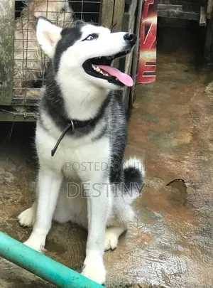1-3 months Male Purebred Siberian Husky