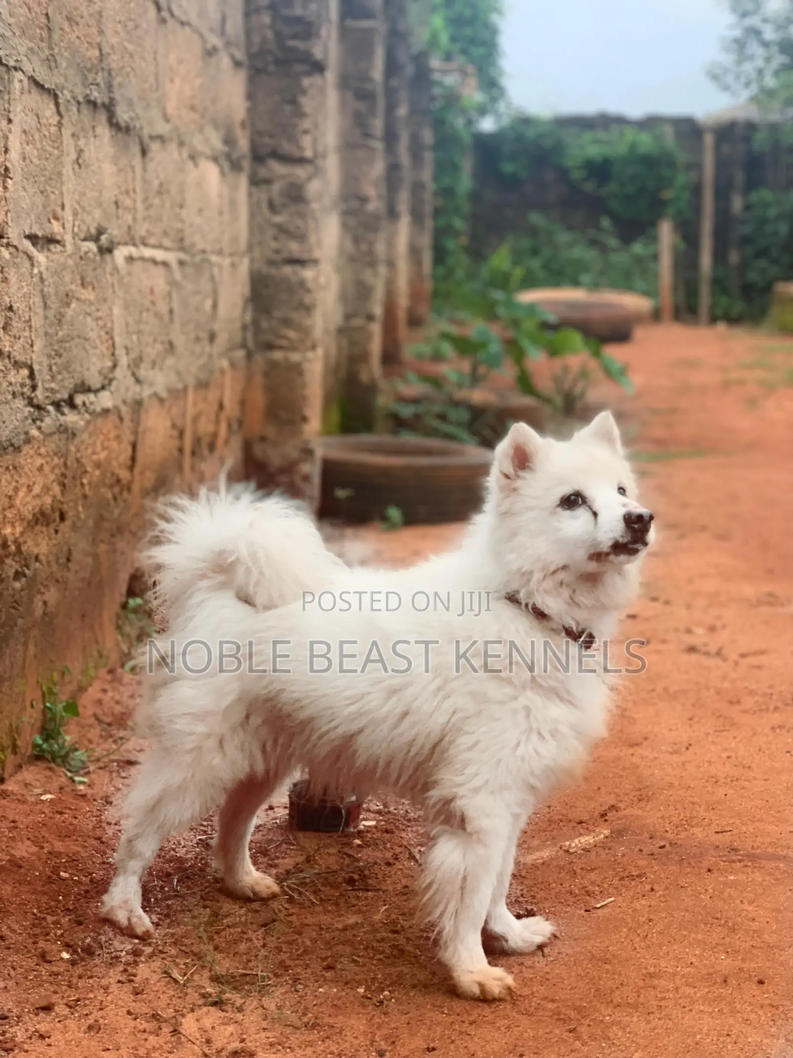 American Eskimo Stud Service