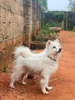 American Eskimo Stud Service