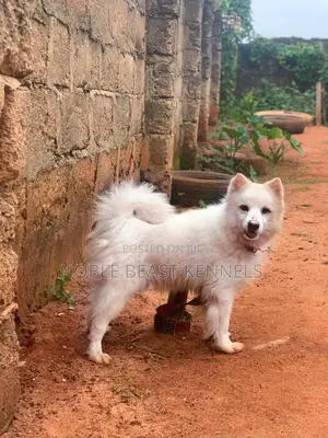 American Eskimo Stud Service