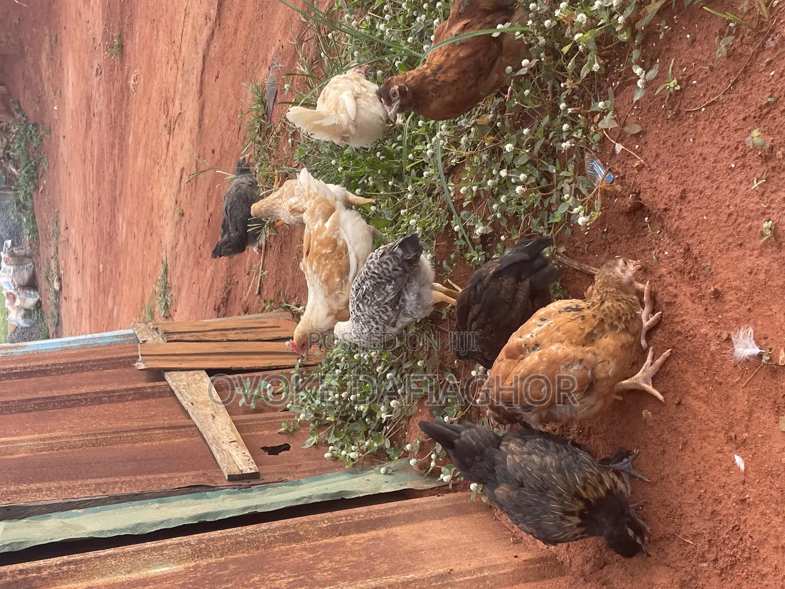 Local Fulani Chickens - Ovoke Dafiaghor Price: ₦ 5,000 on Jiji.ng [Ikorodu]