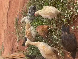 Local Fulani Chickens