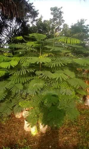 Flamboyant Trees