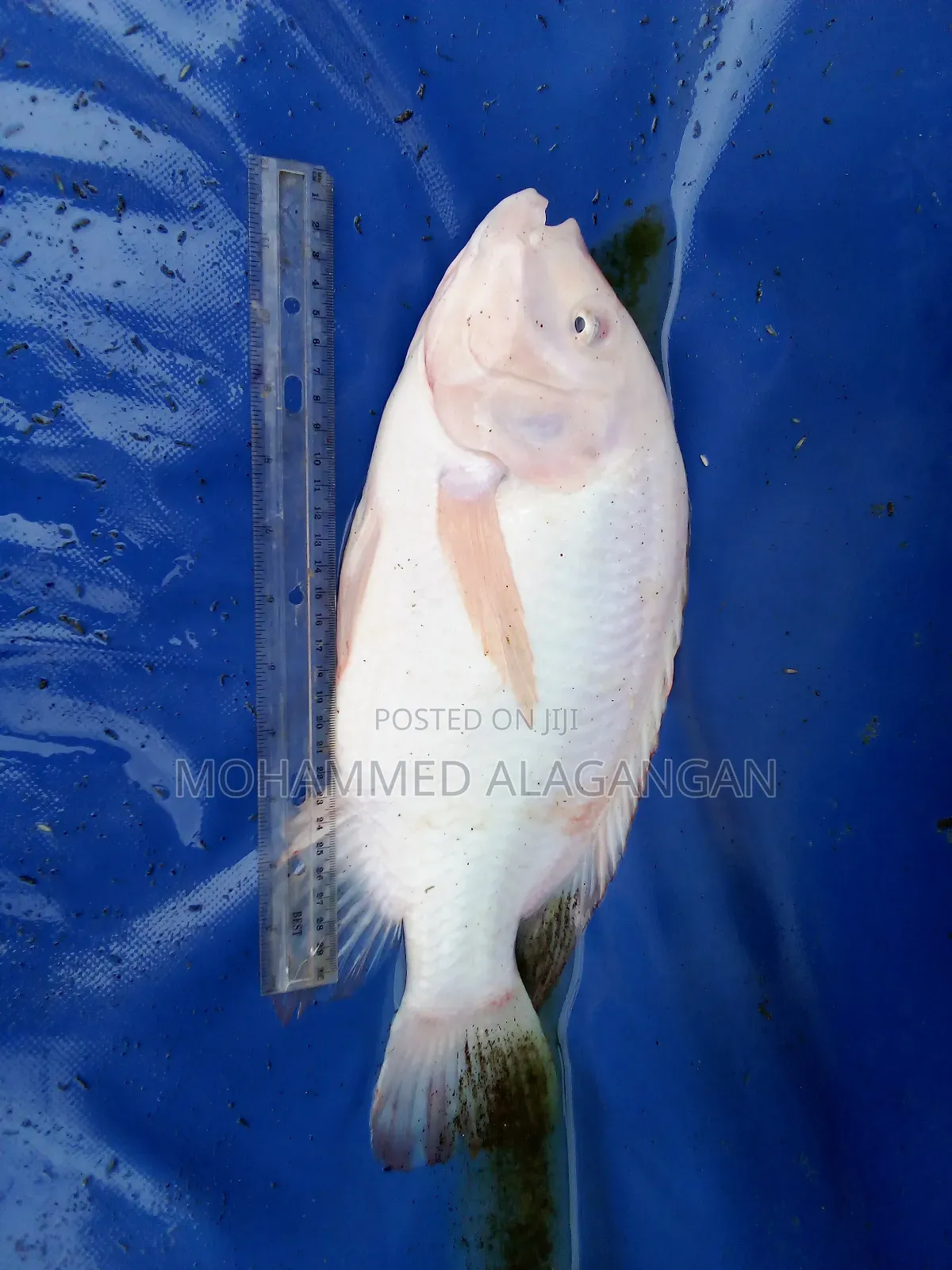 Red Tilapia Fingerlings and Juveniles