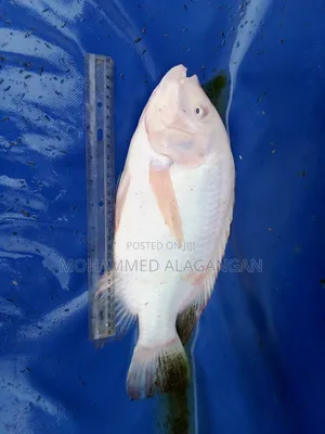 Red Tilapia Fingerlings and Juveniles