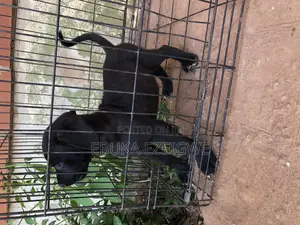 1-3 months Male Purebred Great Dane