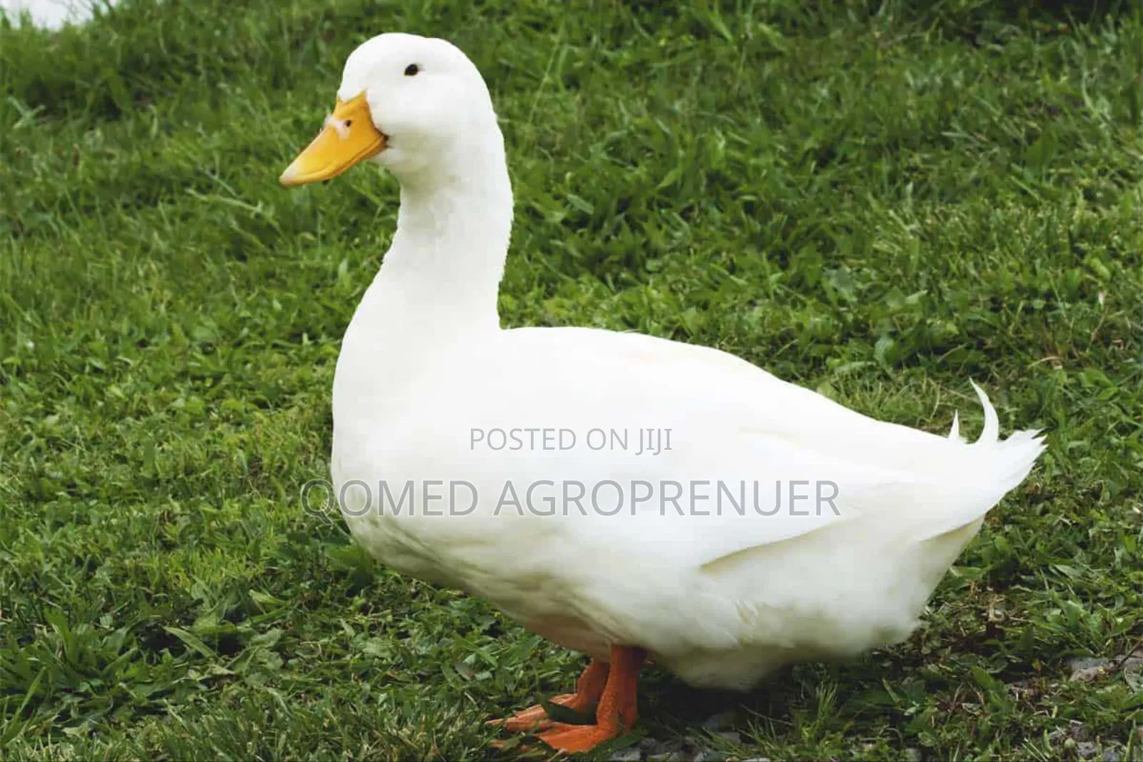 Pekin Duck Day Old
