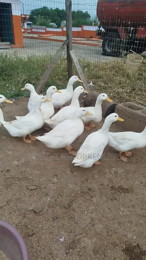 Pekin Duck Day Old