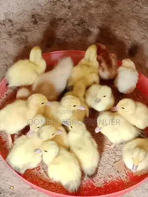 Pekin Duck Day Old