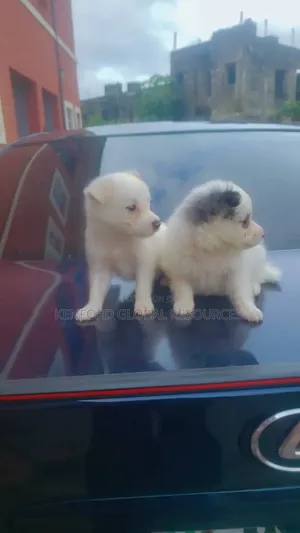 1-3 months Male Purebred American Eskimo