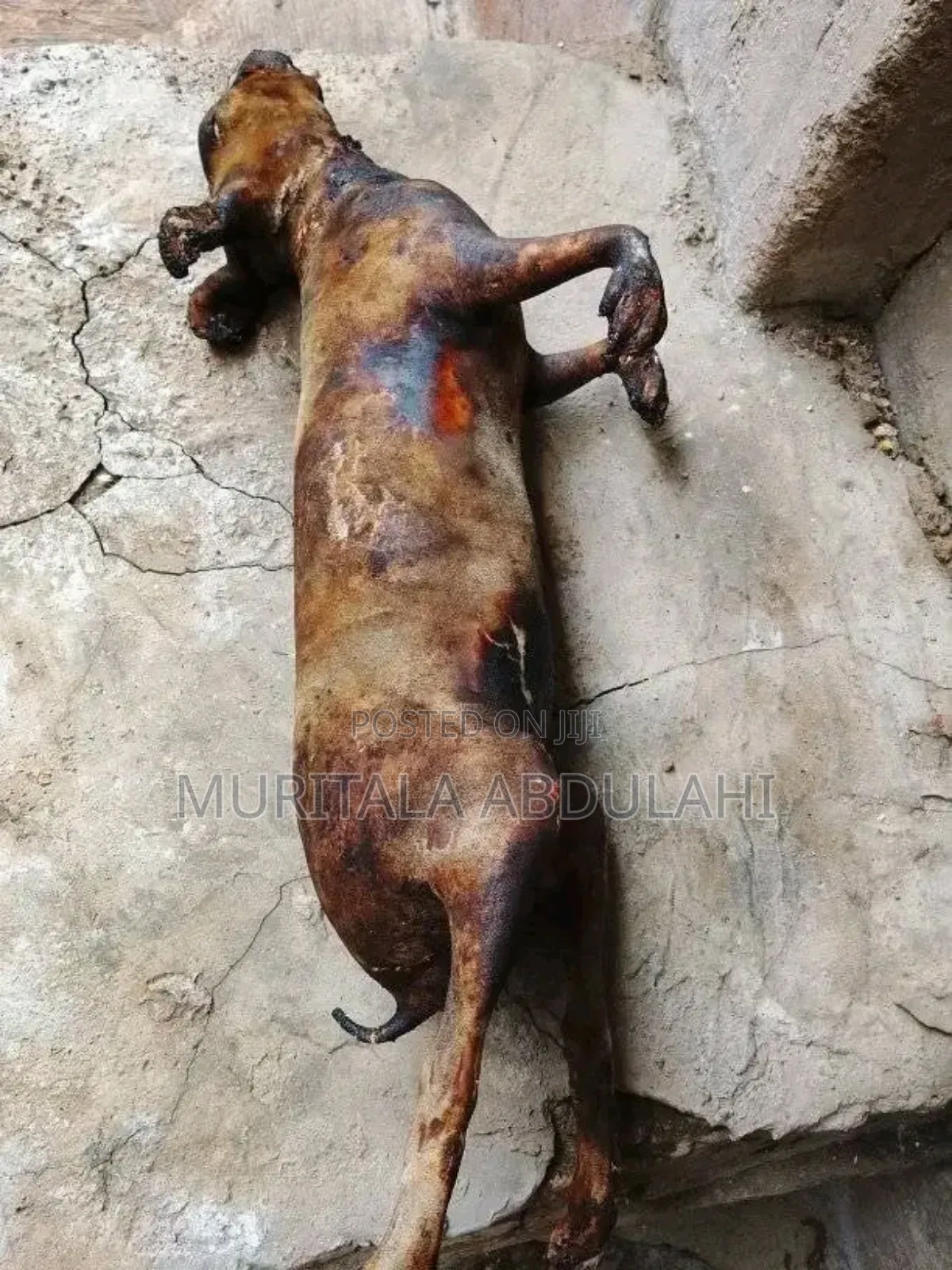 Rabbits Meat