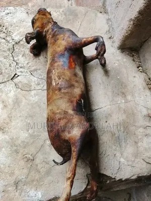 Rabbits Meat