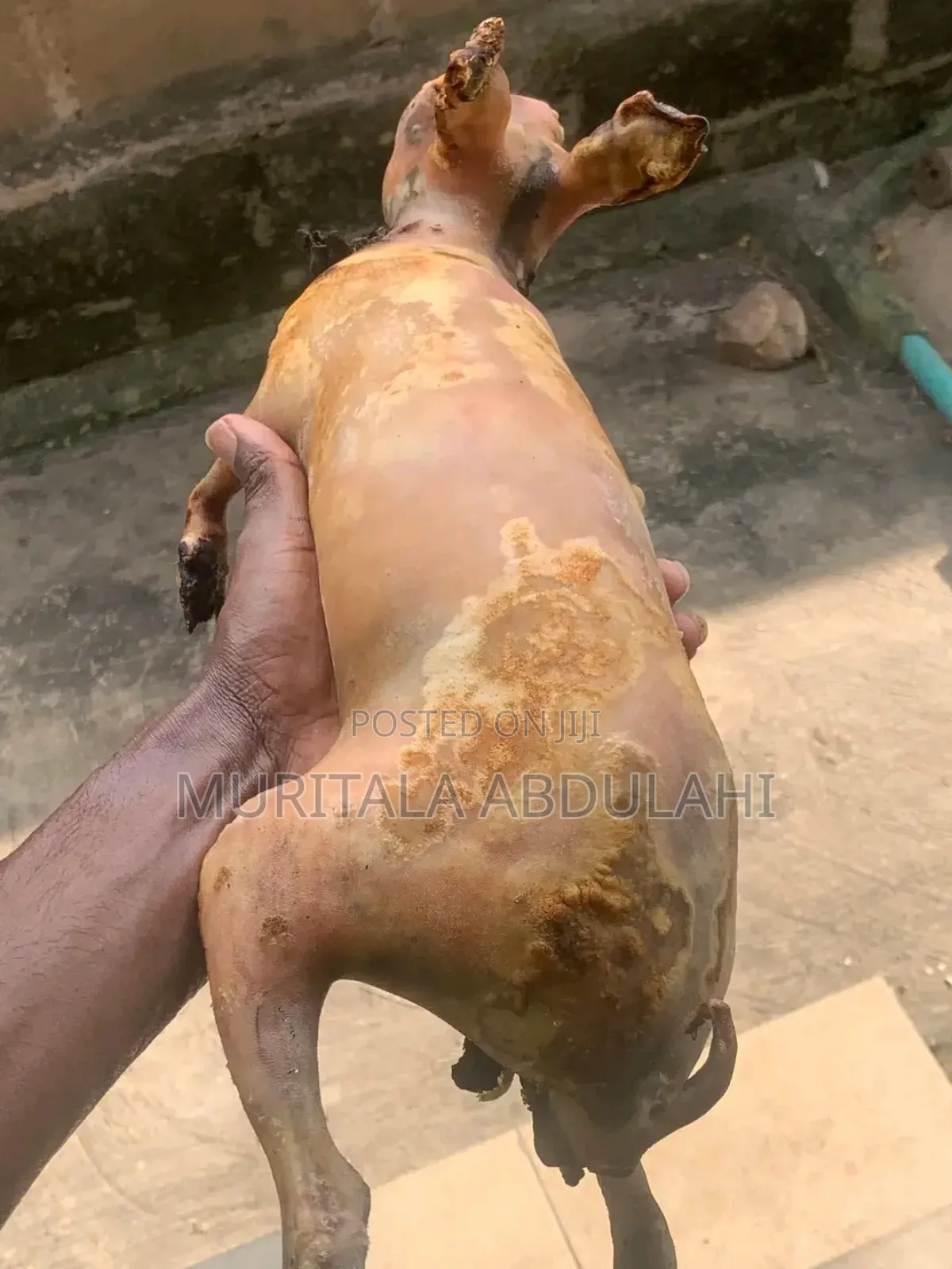 Rabbits Meat