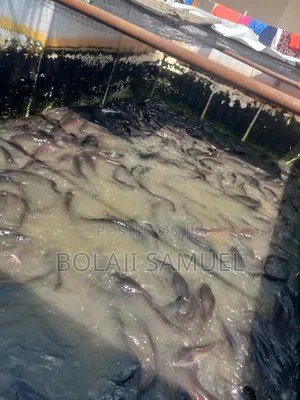 Catfish Table Sizes